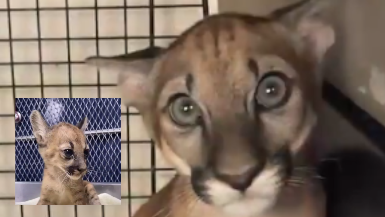 En Antioquia rescataron un bebé puma: Un zoológico de Cundinamarca lo recibió para su recuperación