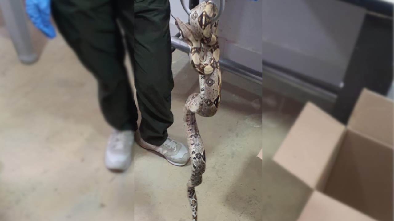 ¡Qué susto! Boa constrictor estaba escondida en un local comercial en Cali