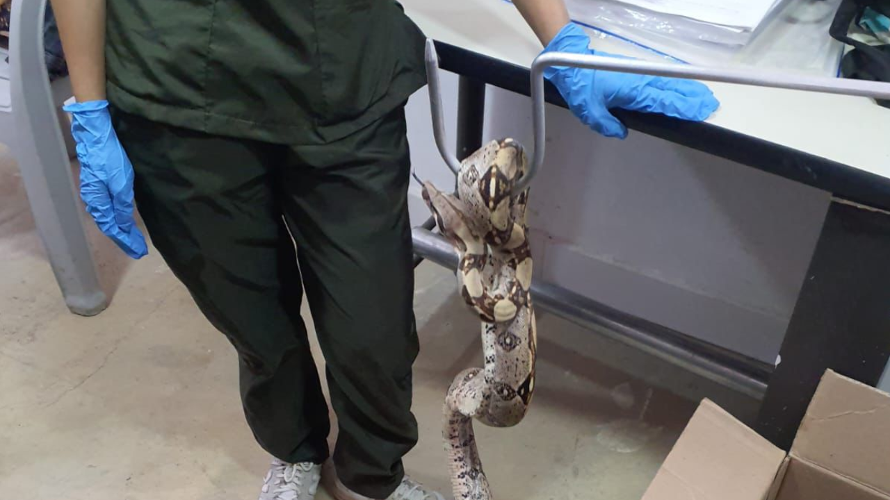 ¡Qué susto! Boa constrictor estaba escondida en un local comercial en Cali
