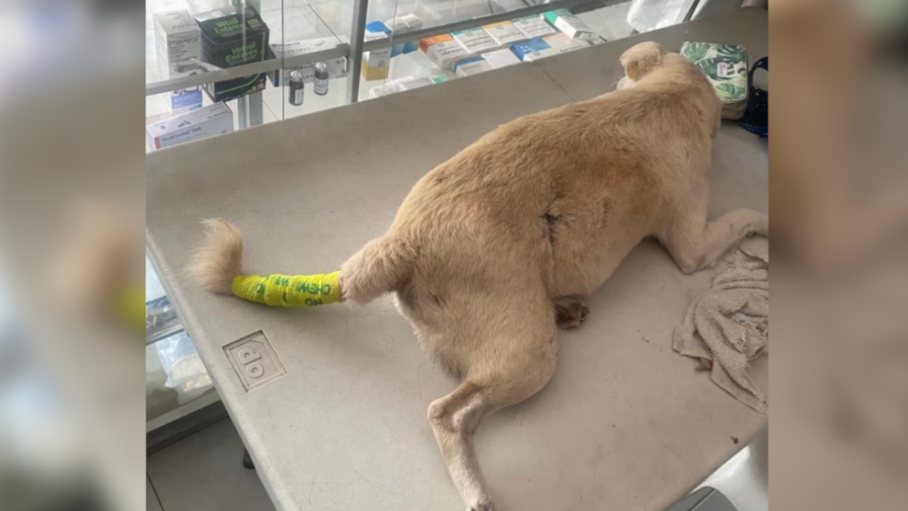 Cayó el sujeto que agredió a un perrito con machete en el Valle del Cauca