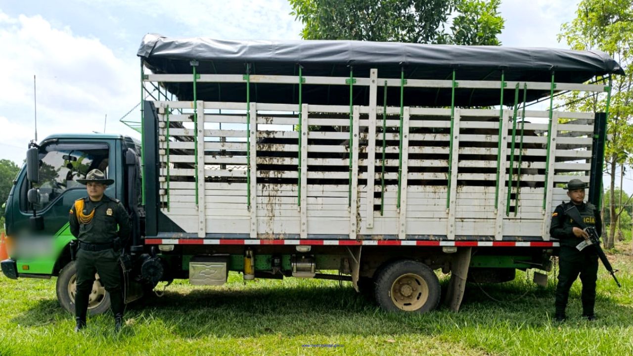Policía Antioquia recupera 10 semovientes bovinos en Las Malvinas, Caucasia