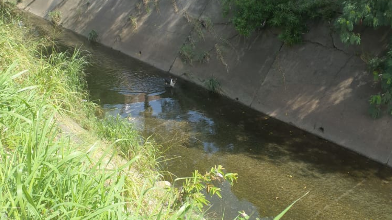 Un perrito se cayó a un canal de aguas residuales en Cali