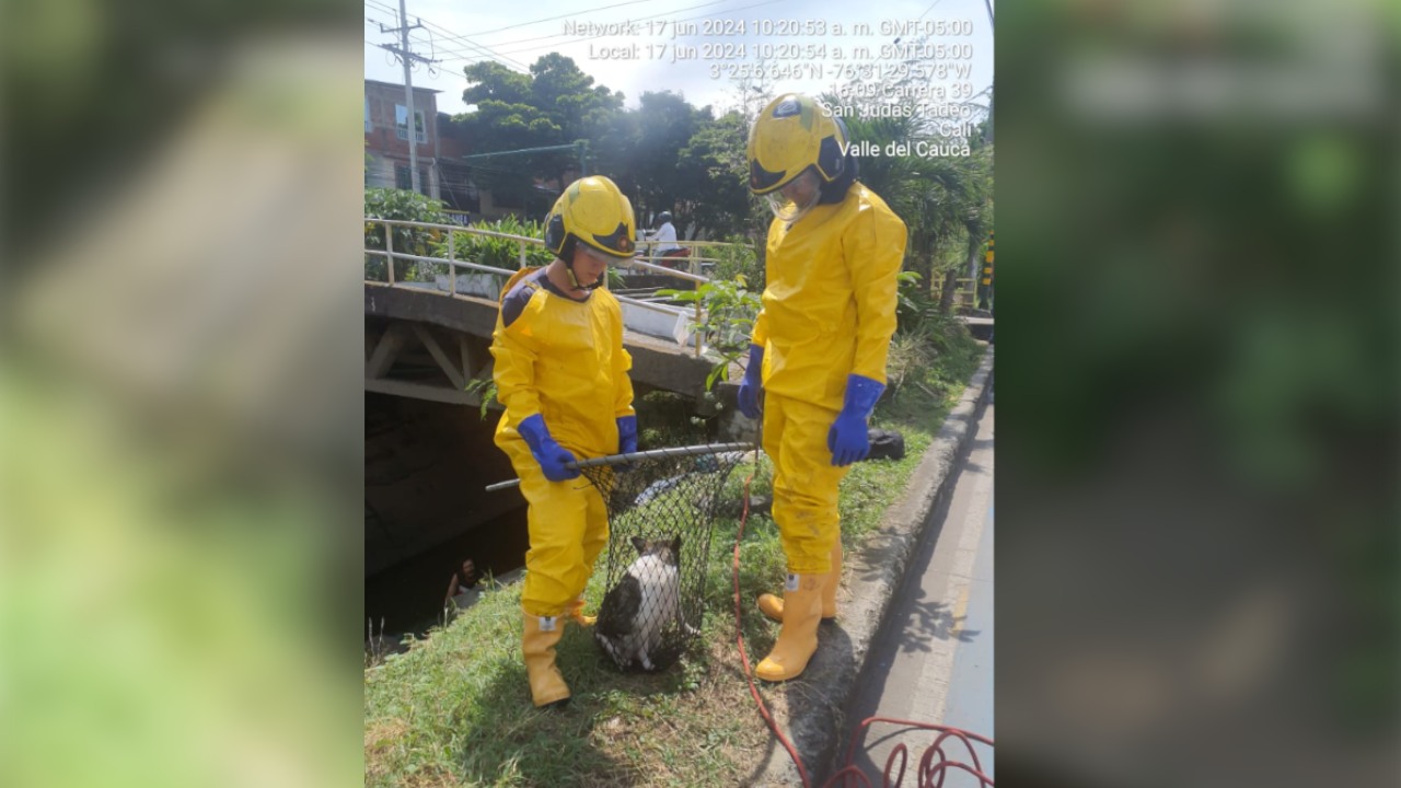 Un perrito se cayó a un canal de aguas residuales en Cali