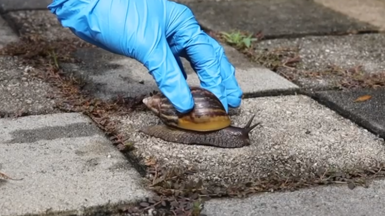 Van 470 kg de caracoles invasores recolectados en Medellín
