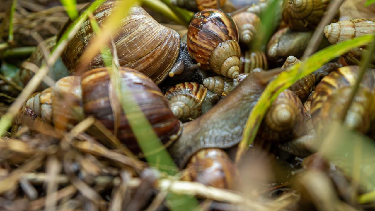 Van 470 kg de caracoles invasores recolectados en Medellín