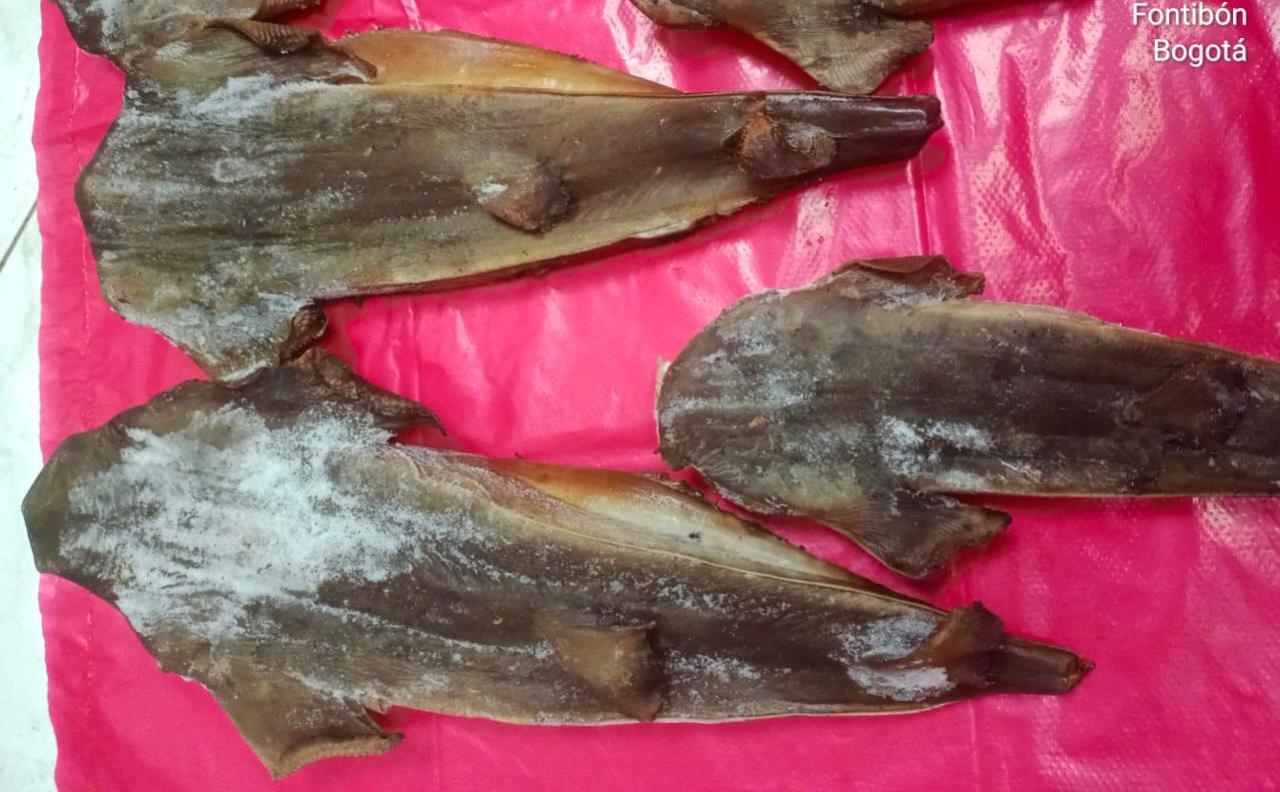 Incautan carne de tiburón en Restaurante de Bogotá 3 Incautan carne de tiburón en Restaurante de Bogotá