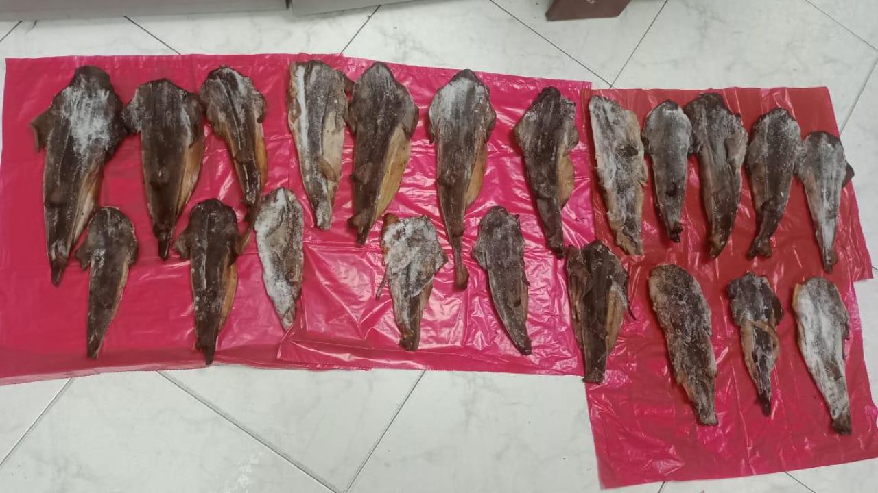 Incautan carne de tiburón en Restaurante de Bogotá 6 Incautan carne de tiburón en Restaurante de Bogotá