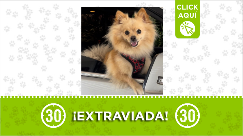 La hermosa perrita 'Mango' se perdió en Rionegro 