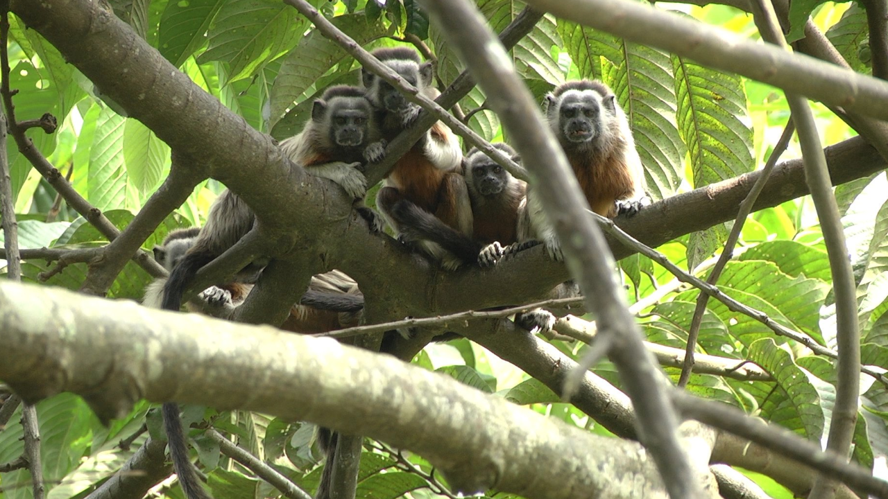 Monos tití en San Rafael estarían muriendo electrocutados: Cornare responde a la denuncia 