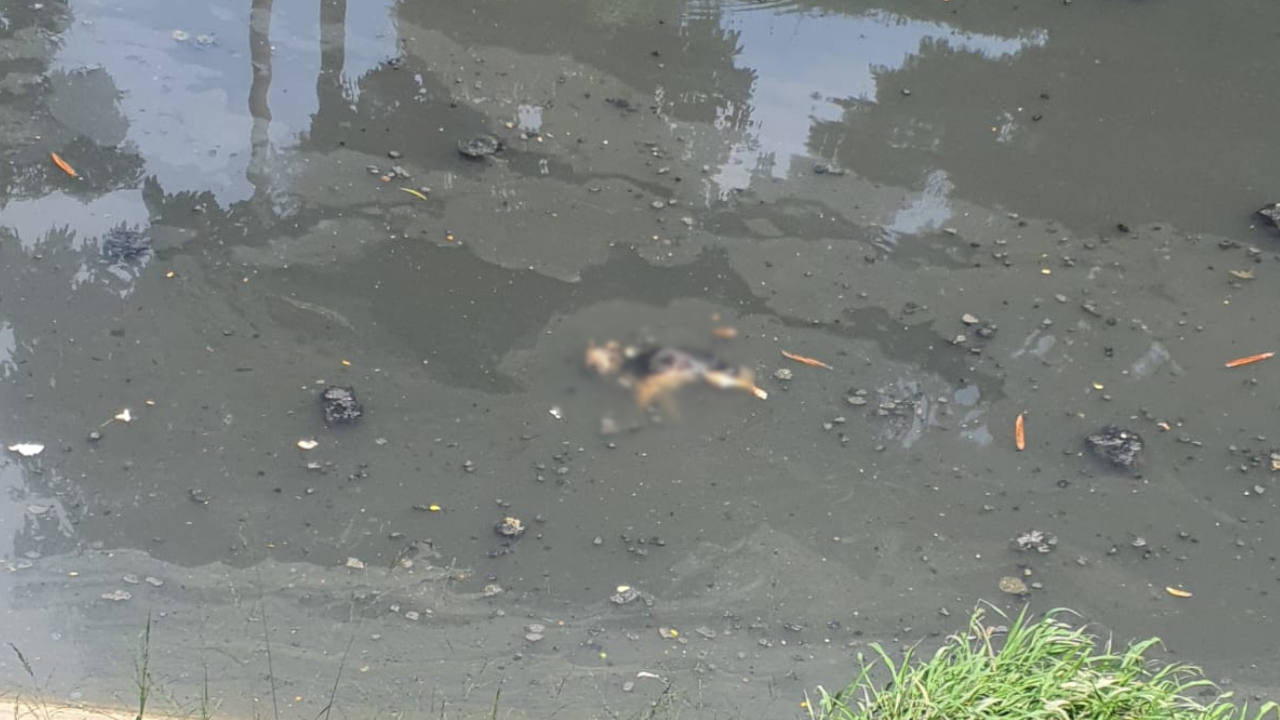 Lamentable: Perrito fue rescatado tras ser arrollado por un vehículo en Cali