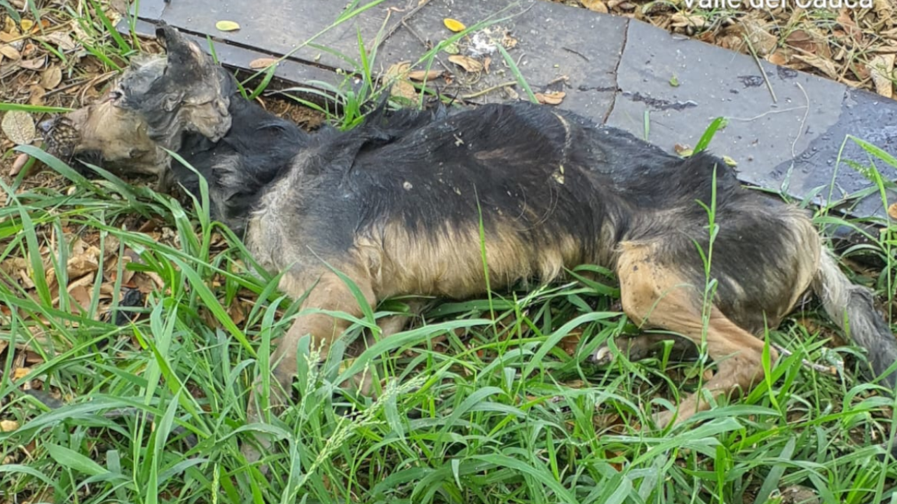 Perrito fue rescatado tras ser arrollado por un vehículo en Cali