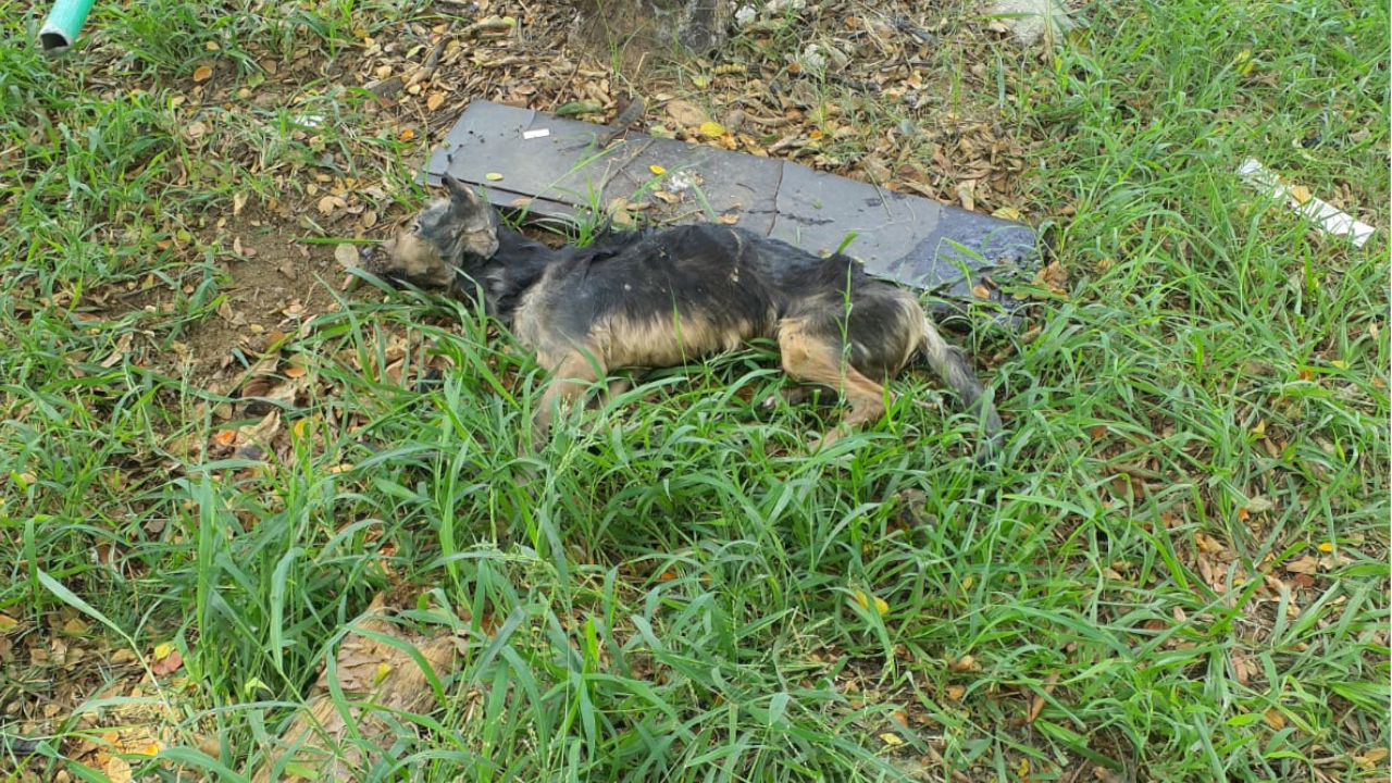 Lamentable: Perrito fue rescatado tras ser arrollado por un vehículo en Cali