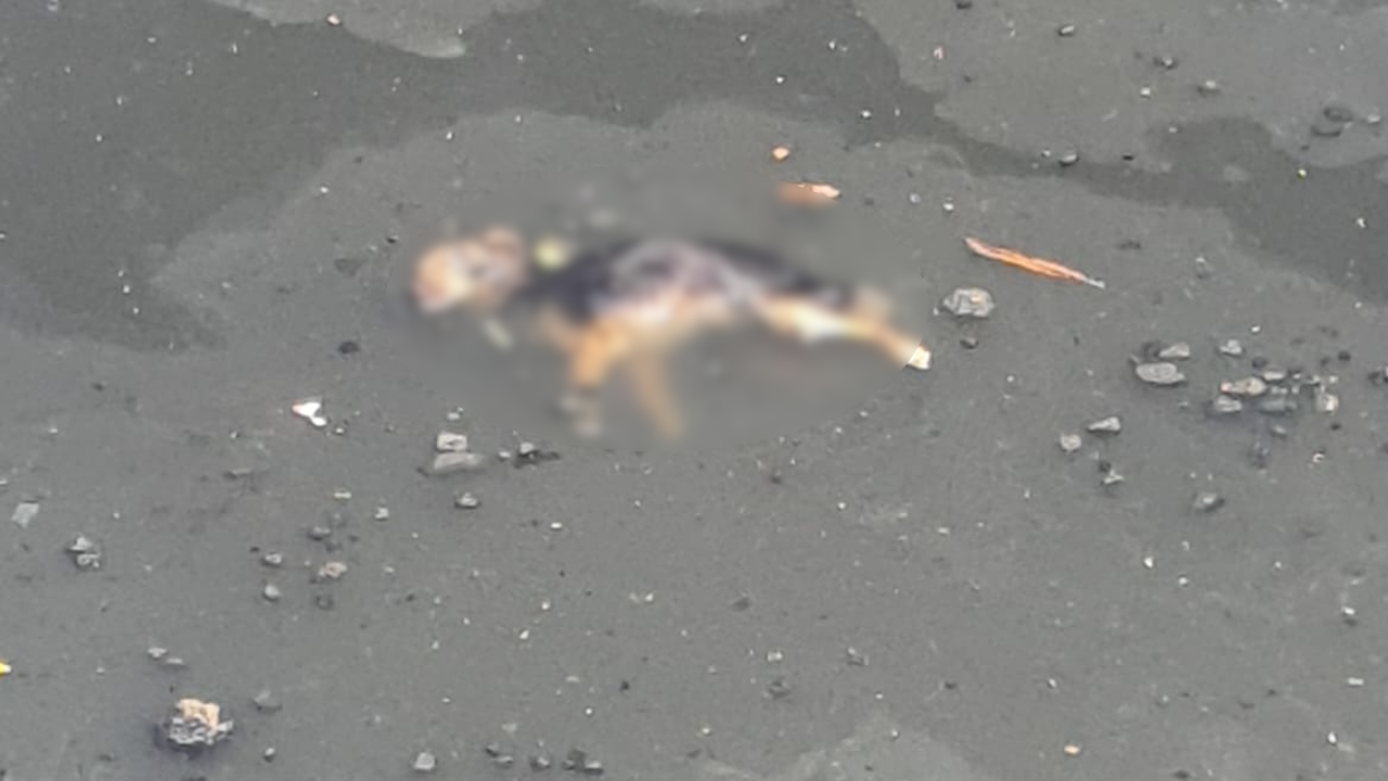 Lamentable: Perrito fue rescatado tras ser arrollado por un vehículo en Cali