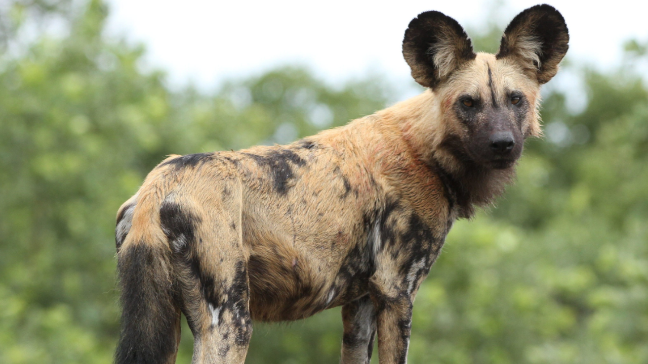 Perros pintados africanos en el zoológico de Cali