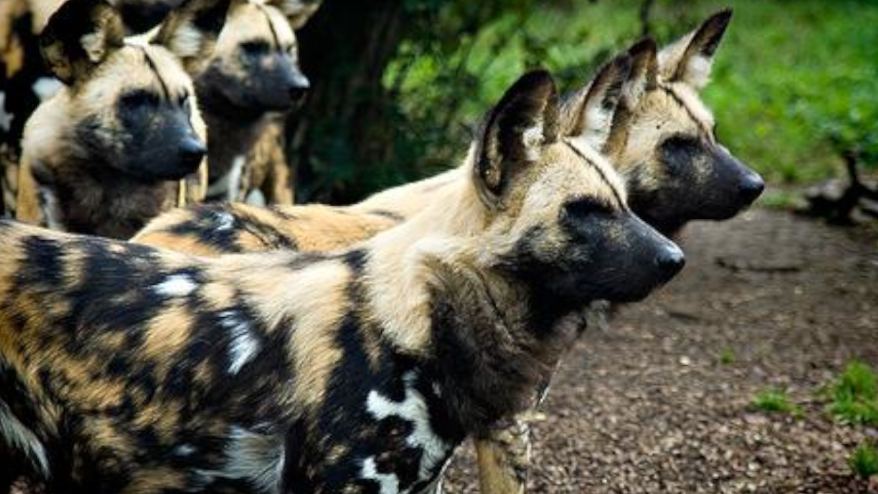 Perros pintados africanos en el zoológico de Cali