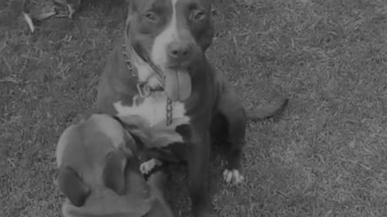 Ataque de dos pitbulls dejó a adulto mayor en estado crítico en Rionegro