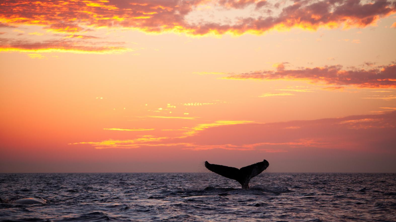Temporada de avistamientos de ballenas jorobadas en el Pacífico