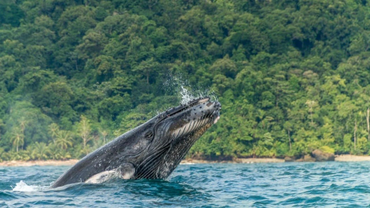 Temporada de avistamientos de ballenas jorobadas en el Pacífico