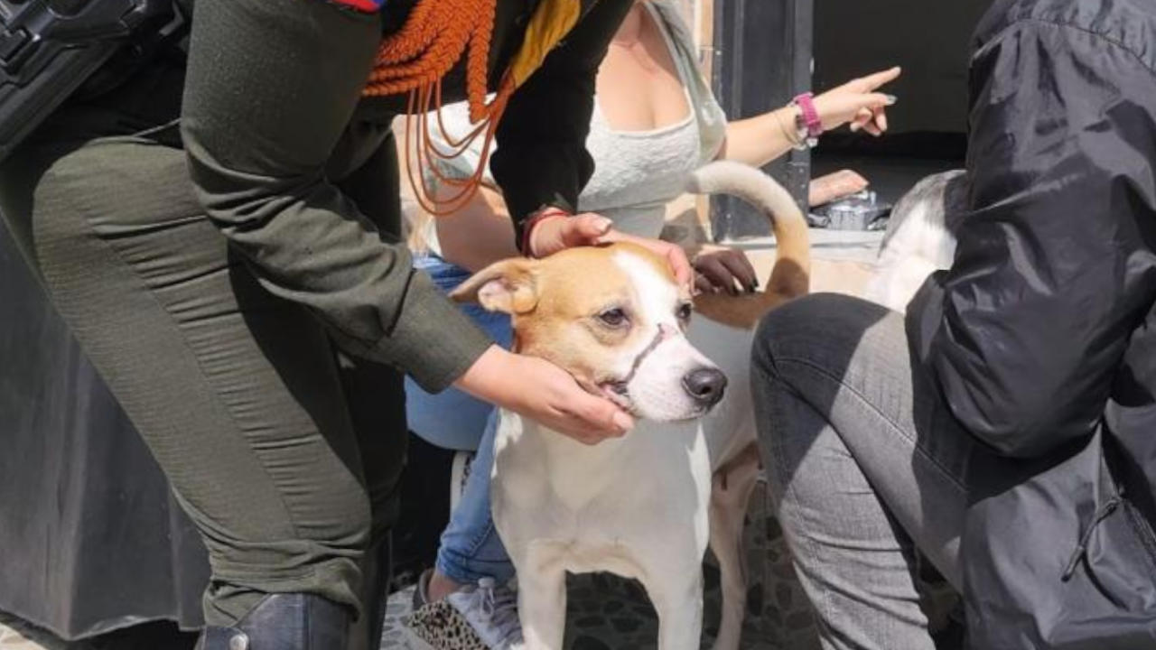 Policía Ambiental confirman buen estado de salud de 'Luna' tras denuncia de maltrato