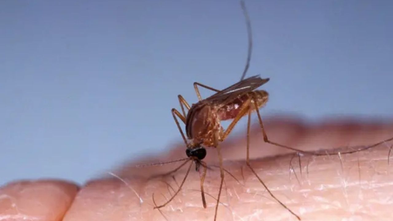 Aumento de casos de Oropouche en América Latina: Nuevas muertes confirmadas y falta de vacuna