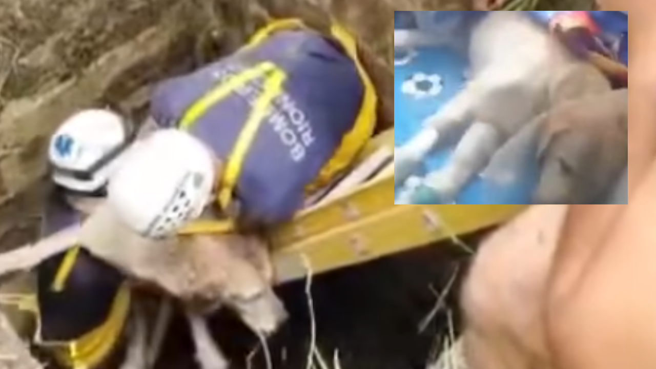 El perrito 'Zeus' fue rescatado tras caer en un pozo de Rionegro