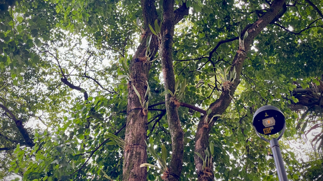 Medellín recibe 800 orquídeas para embellecer la ciudad durante la Feria de las Flores 2 800 orquídeas donadas para la Feria de las Flores