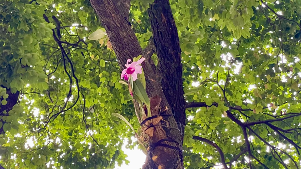 Medellín recibe 800 orquídeas para embellecer la ciudad durante la Feria de las Flores 1 800 orquídeas donadas para la Feria de las Flores