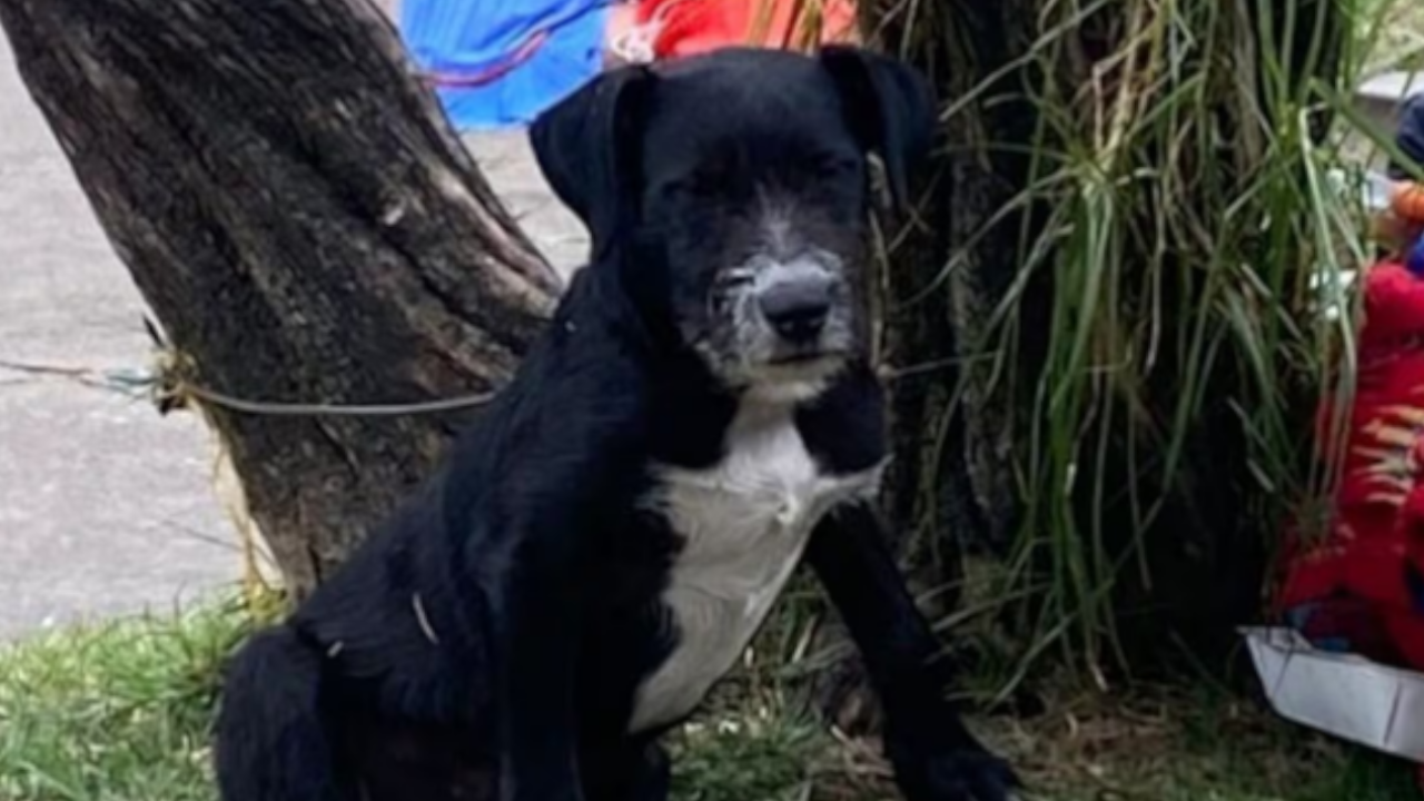 57 animales fueron atendidos durante la recuperación del parque Nacional en Bogotá 4 Animales atendidos en la recuperación del parque Nacional en Bogotá