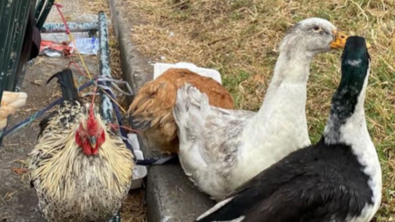 57 animales fueron atendidos durante la recuperación del parque Nacional en Bogotá 3 Animales atendidos en la recuperación del parque Nacional en Bogotá