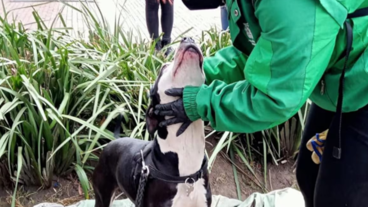 57 animales fueron atendidos durante la recuperación del parque Nacional en Bogotá 2 Animales atendidos en la recuperación del parque Nacional en Bogotá