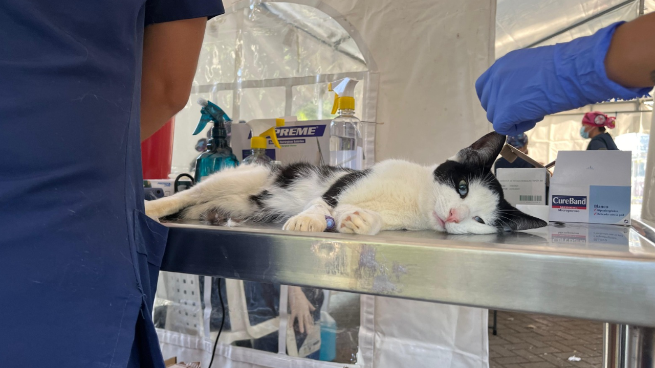 Más de mil animales de compañía han sido esterilizados