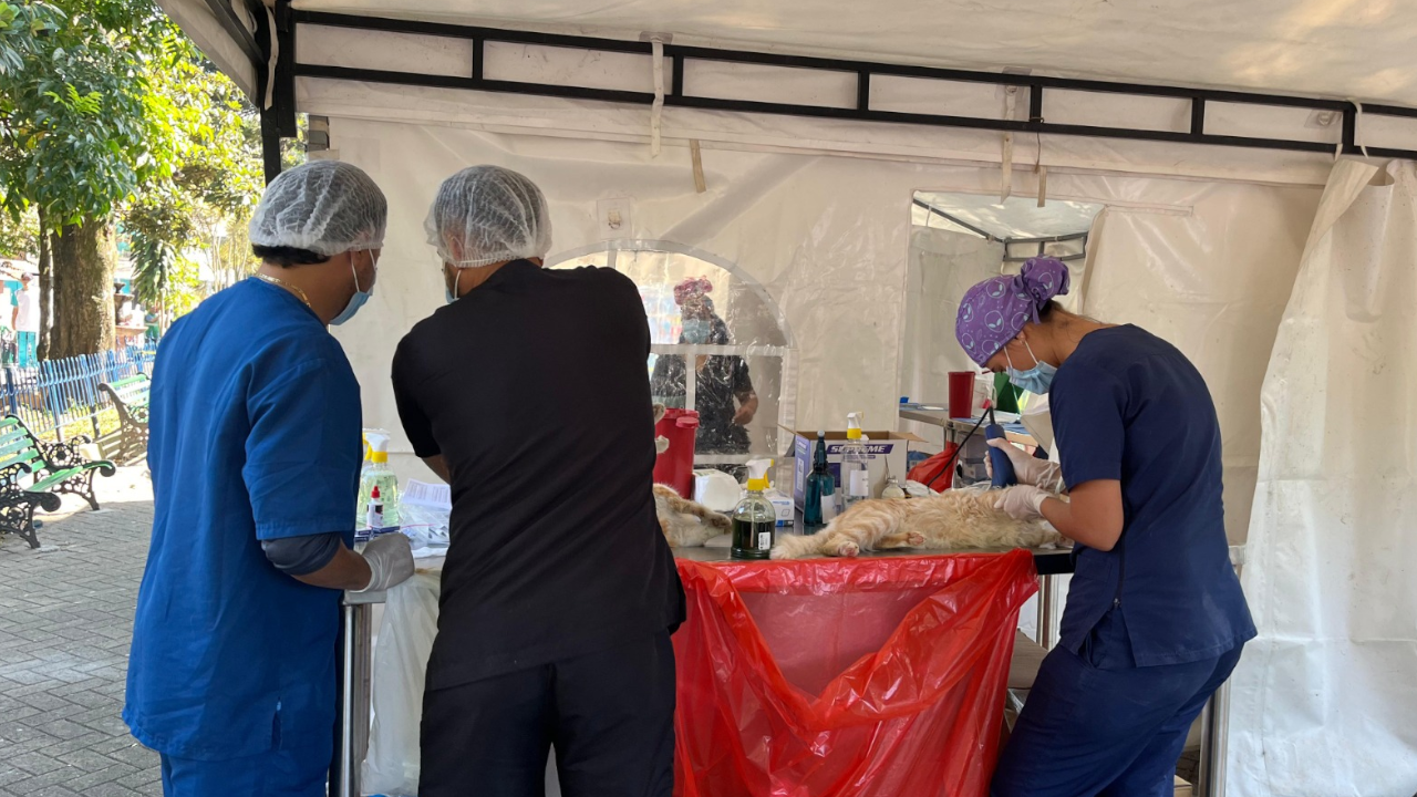 Más de mil animales de compañía han sido esterilizados