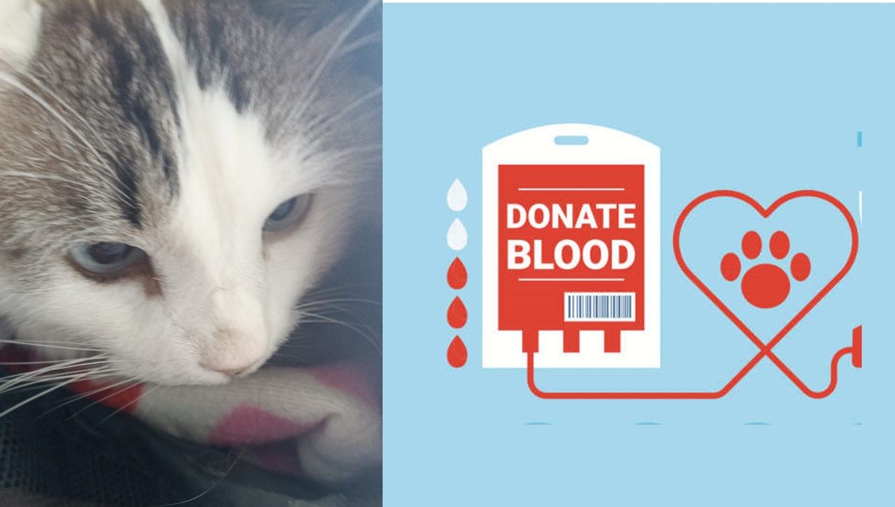 donantes de sangre felinos