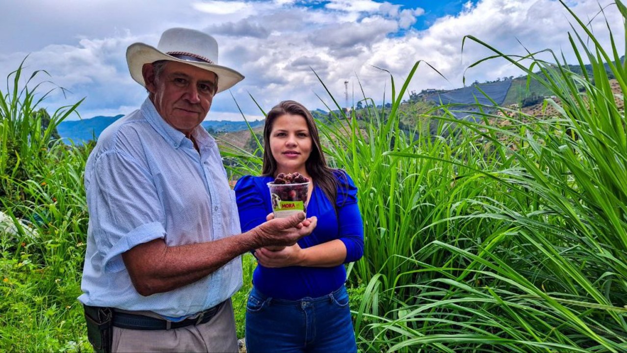 En La Ceja, 56 familias campesinas le apuestan a la tecnificación del cultivo de mora