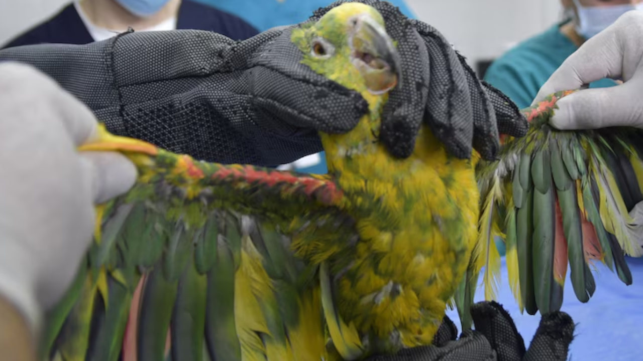 ¡Qué crueldad! Lora frentiamarilla estuvo encerrada por 60 años: sus patas están deformadas 2 ¡Qué crueldad! Lora frentiamarilla estuvo encerrada por 60 años