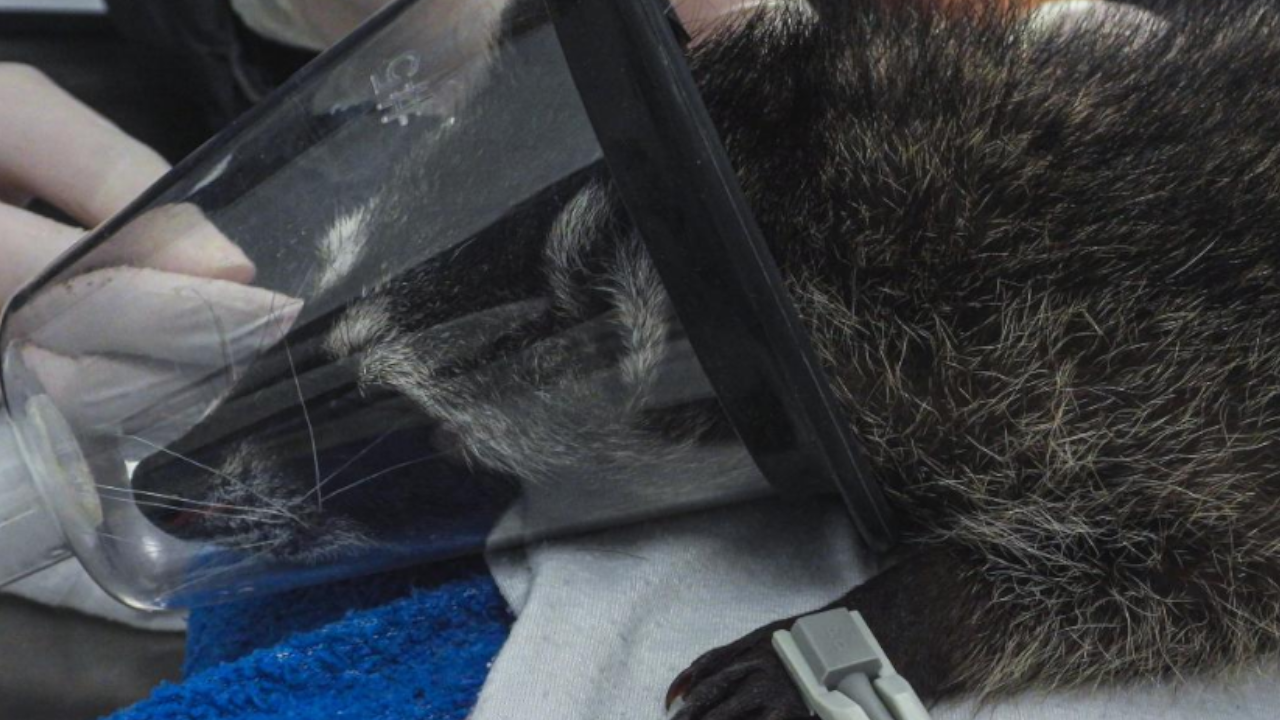 ¡Muy triste! Murió un mapache rescatado de tráfico ilegal en Medellín