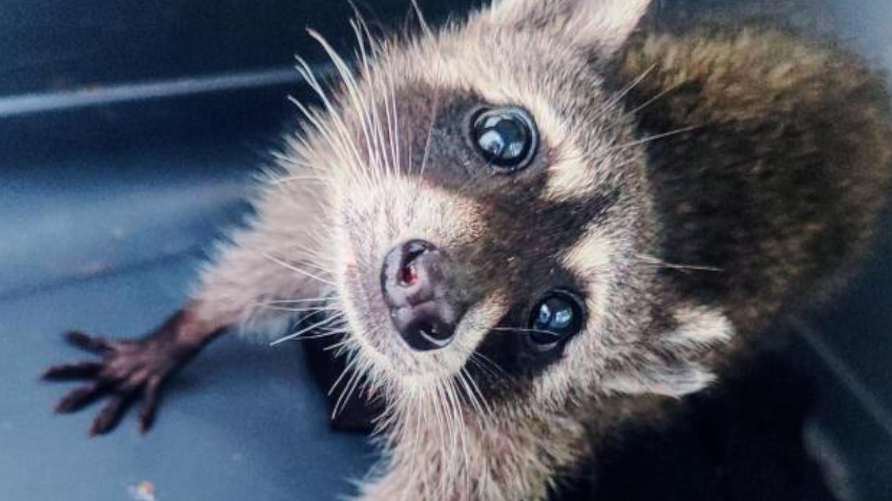 ¡Muy triste! Murió un mapache rescatado de tráfico ilegal en Medellín
