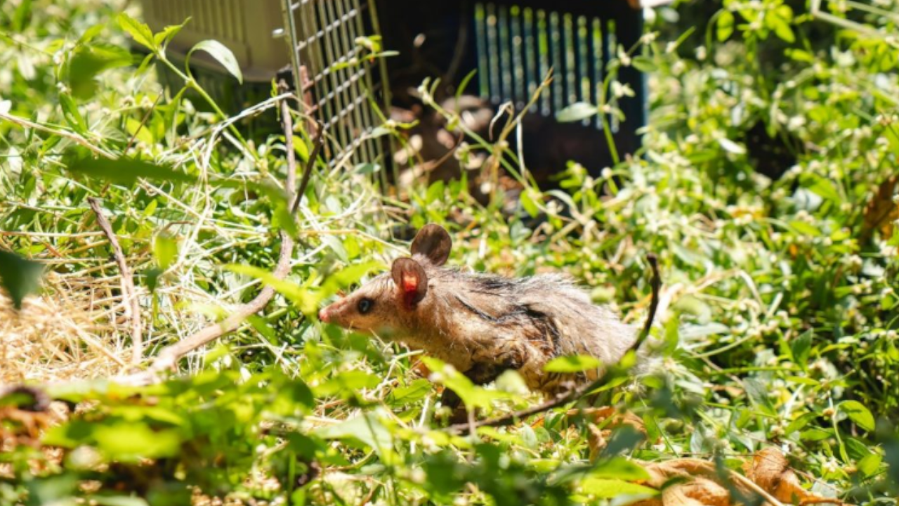 Liberan 28 animales silvestres en la Universidad de Medellín