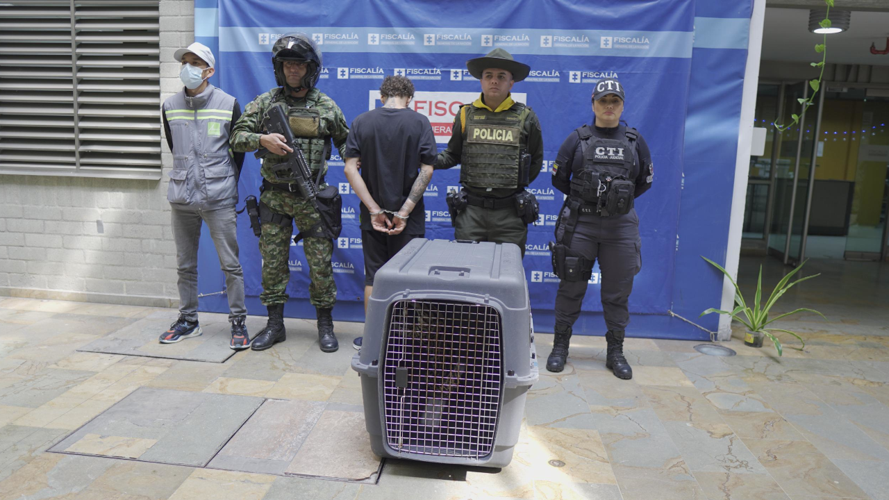 Sorprenden a un hombre que mantenía en cautiverio a un ocelote en Bello