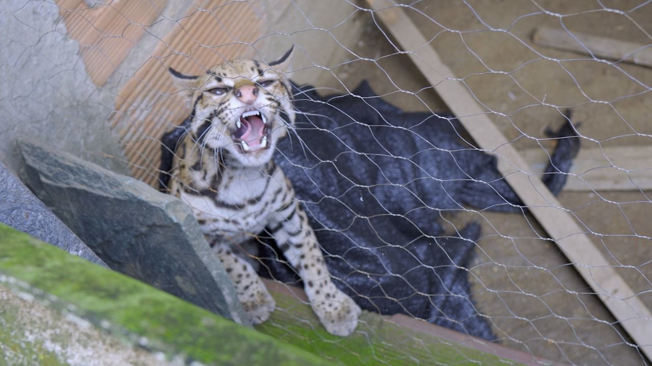 Sorprenden a un hombre que mantenía en cautiverio a un ocelote en Bello