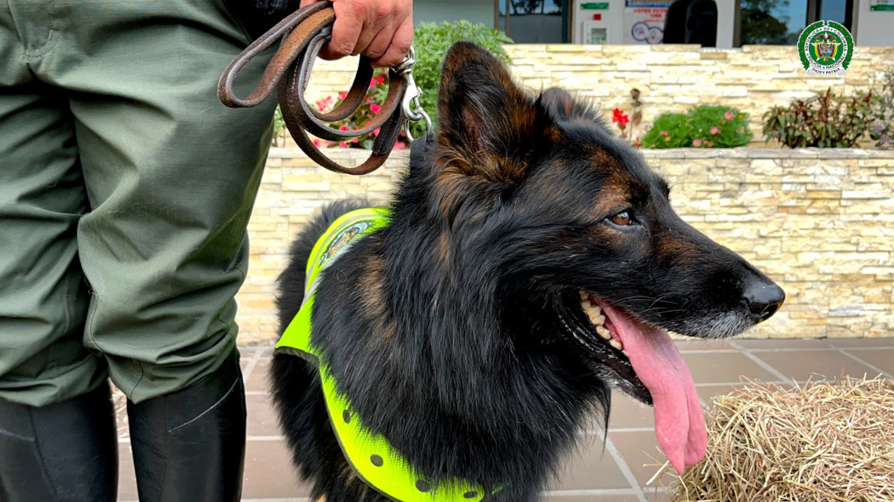 Perritos policías jubilados de Antioquia encuentran nuevos hogares tras años de servicio