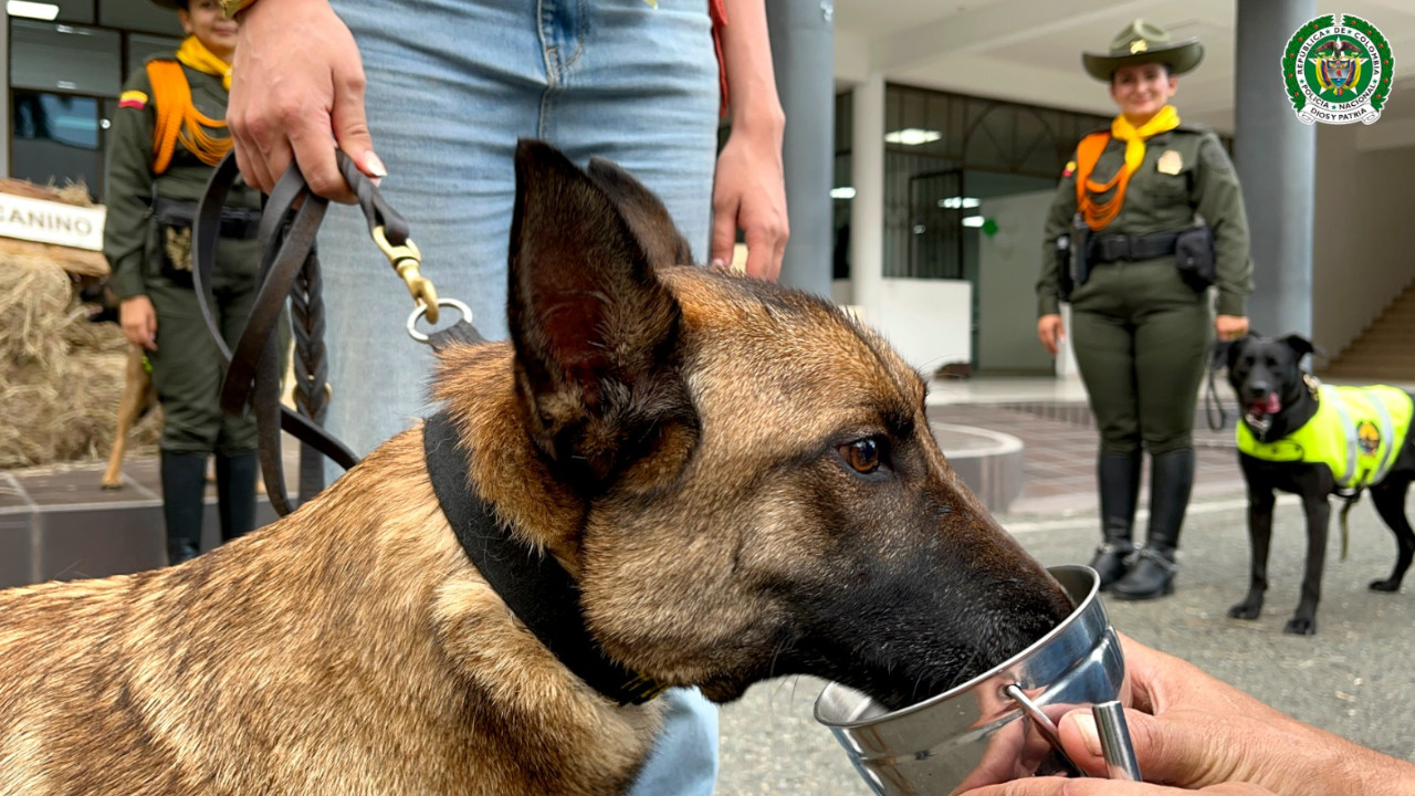 Perritos policías jubilados de Antioquia encuentran nuevos hogares tras años de servicio