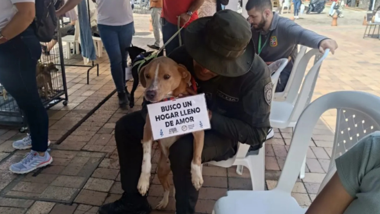 Policía Ambiental rescata más de 35 mascotas víctimas de maltrato