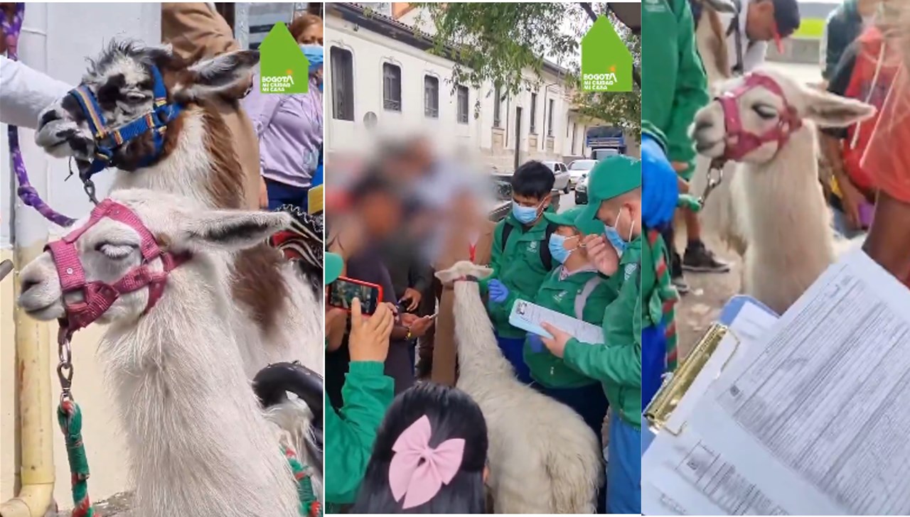 Luna y Princesa fueron evaluadas y recuperadas debido a su mal estado