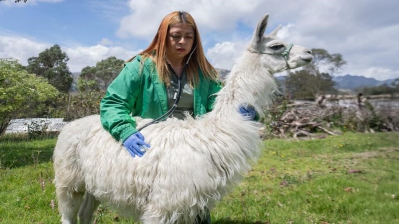 ¡Luna vive libre y feliz! Avanza la recuperación de las llamas rescatadas en el centro de Bogotá 2 LUNA LA LLAMA
