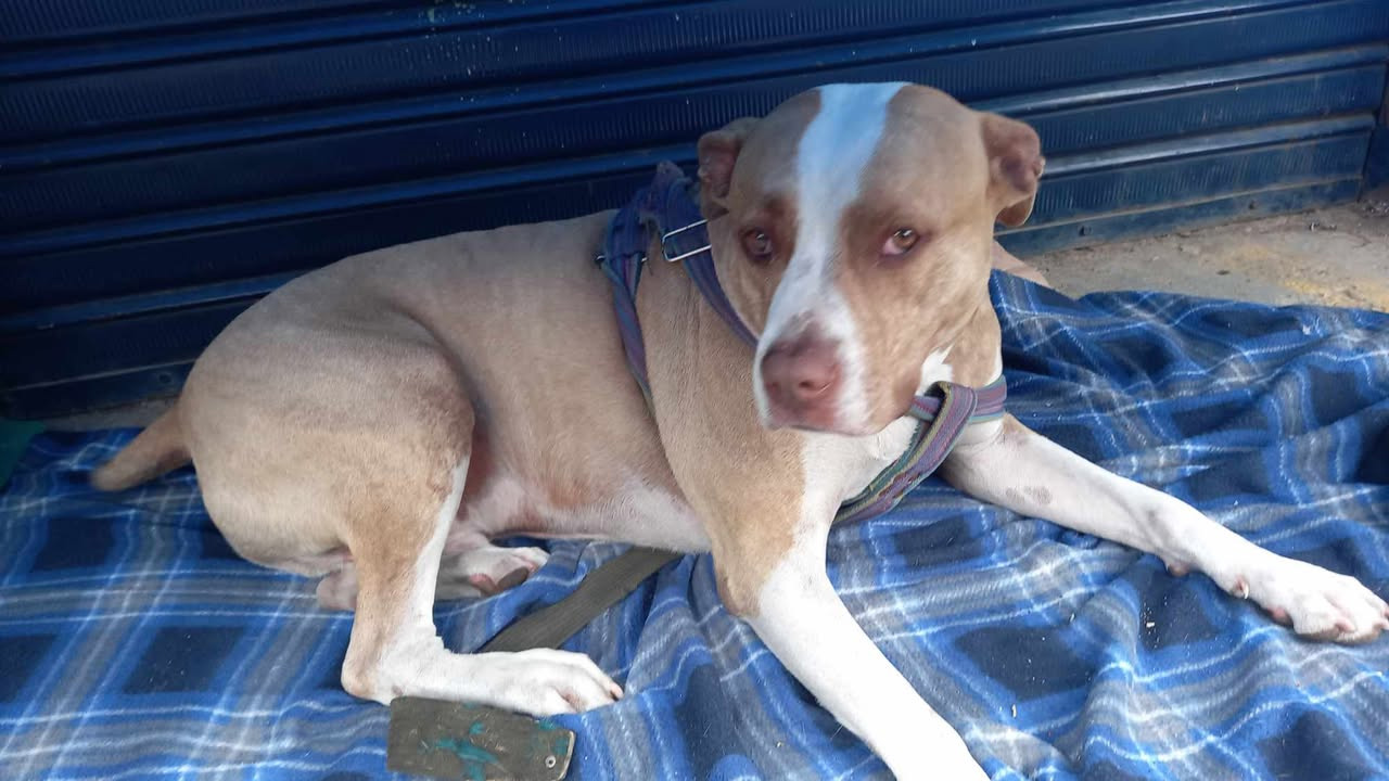 Puro amor Él es Mono el perrito que está afuera del Hospital General esperando que le den de alta a su amo