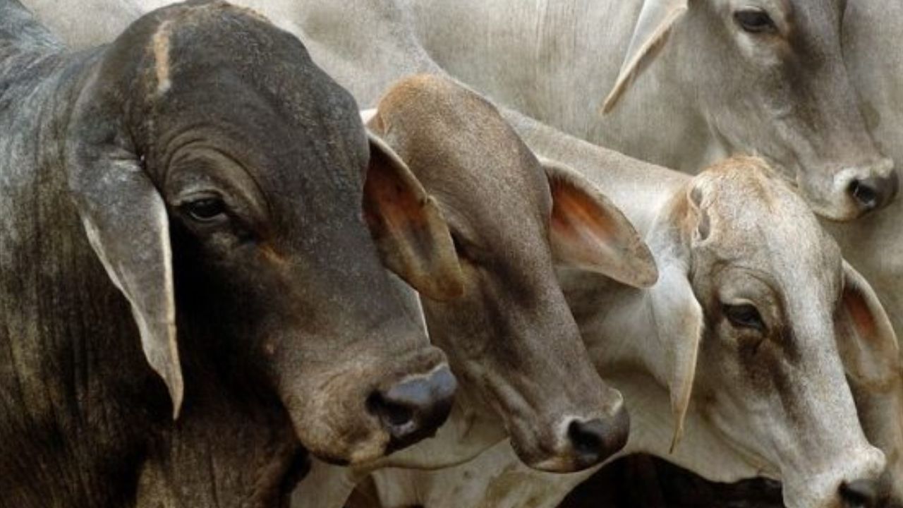 exportacion de carne bovina