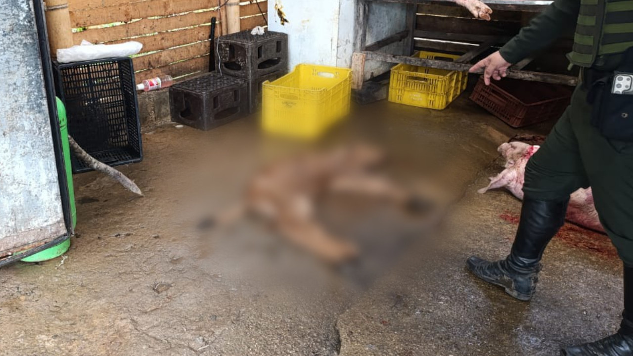 Incautación de carne ilegal en Antioquia: más de 3 toneladas