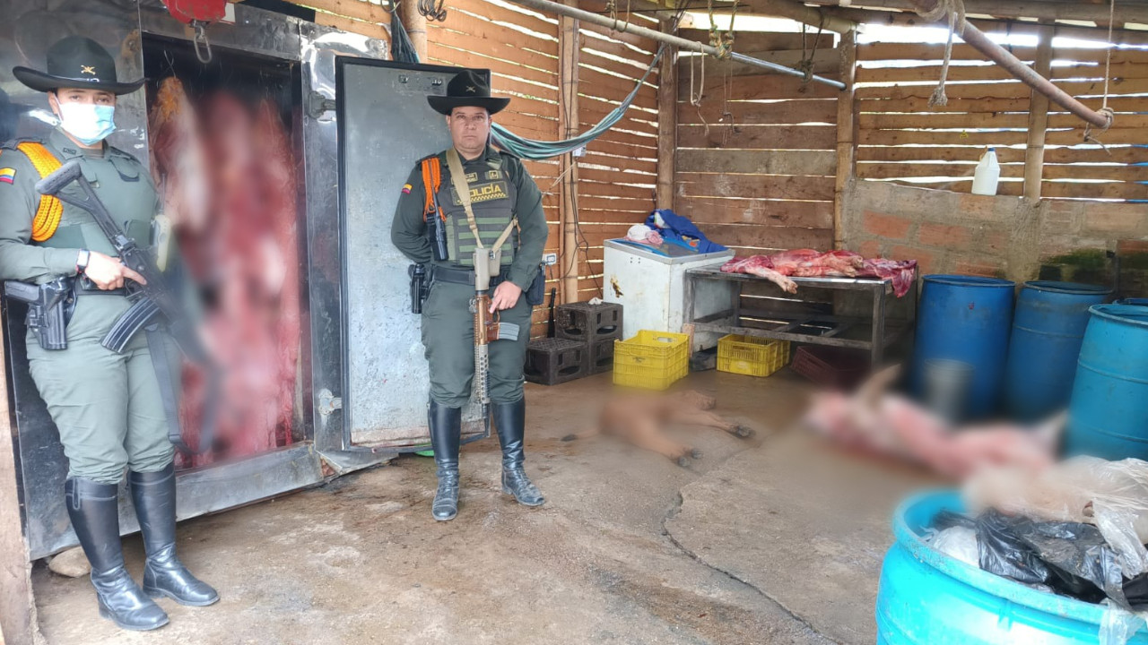 Incautación de carne ilegal en Antioquia: más de 3 toneladas