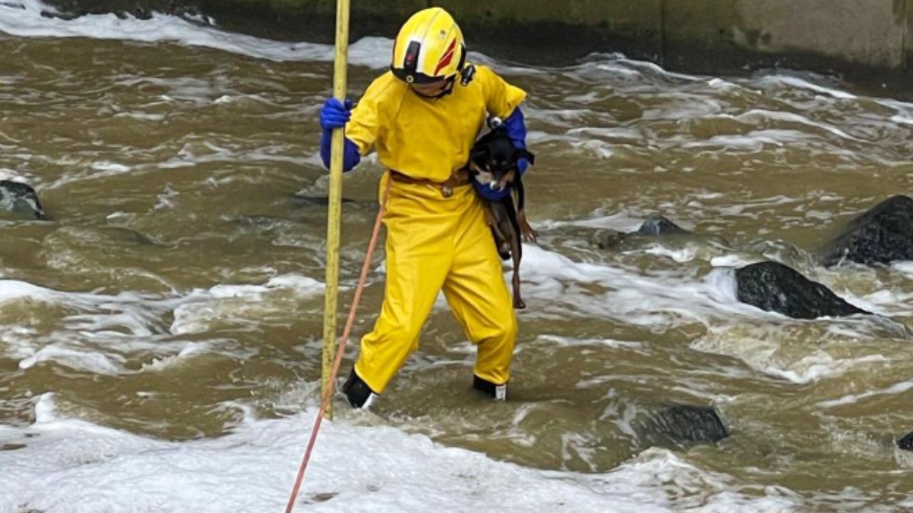 Bomberos rescatan a perrito en medio de emergencia por lluvias en la quebrada La Iguaná
